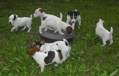 Jack Russel Terier