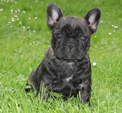 �t���tka Francouzsk�ch buldo�k� s PP