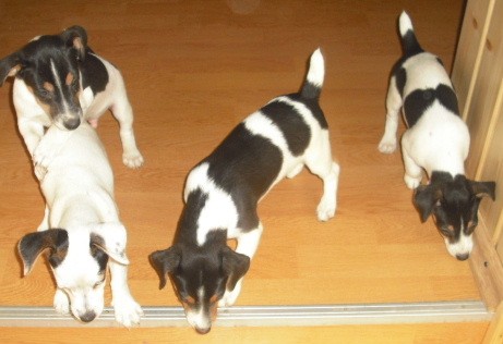 Jack Russel Terier
