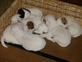 Jack Russell terir bez PP