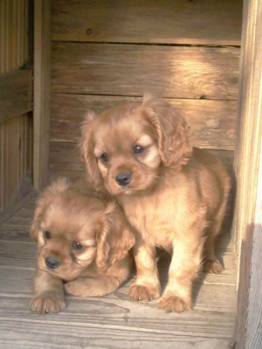 ttka Kavalir King Charles Spaniel
