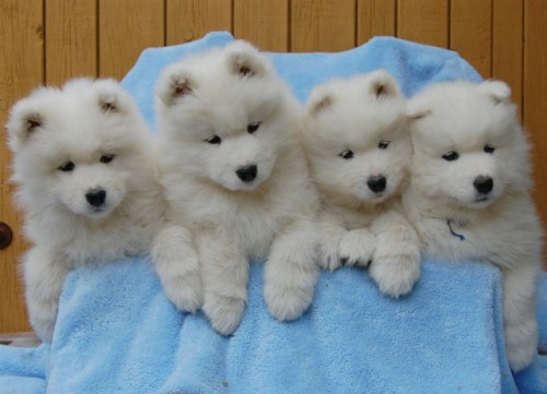 Samojed - tata s PP