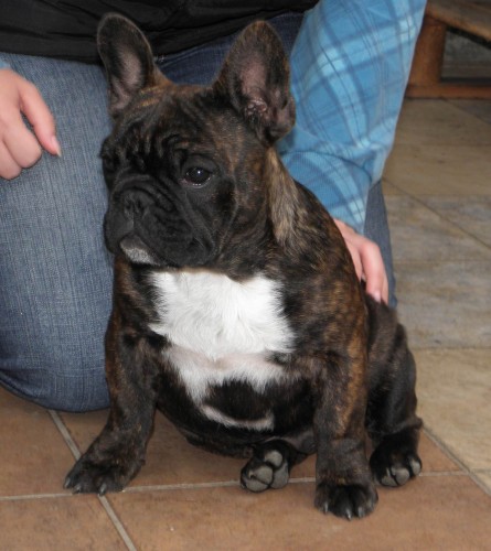 Francouzsk� buldo�ek