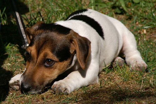 Jack Russel Terir