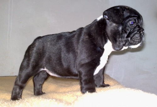 Francouzsk� buldo�ek s PP