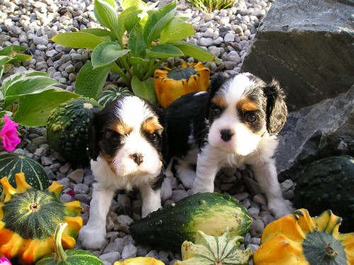 Kavalr King Charles Spaniel