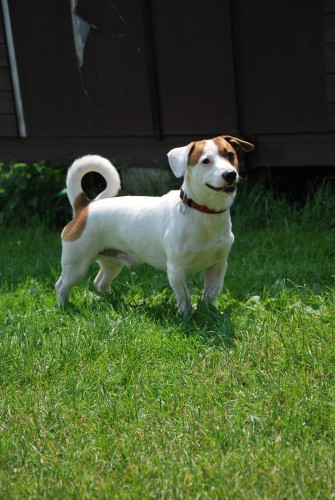 Daruji kence Jack Russell terira