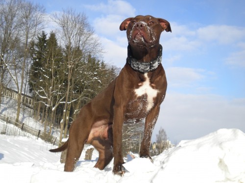 Nab�z�m ke kryt� psa Americk�ho pitbull terriera.