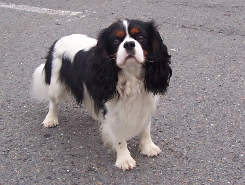 kavalr king charles spanel ke kryt