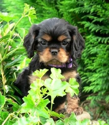Kavalr king charles panl