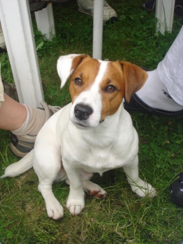 Jack russel terier - KRYT