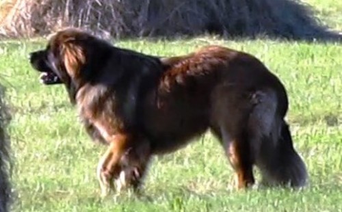 Štěňata Leonberger bez PP