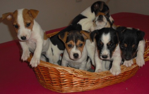 jack russel terier