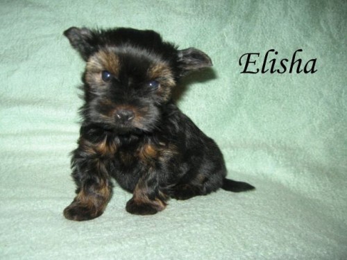 Yorkshire terrier