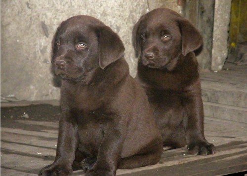 Labradorsk retriever s PP