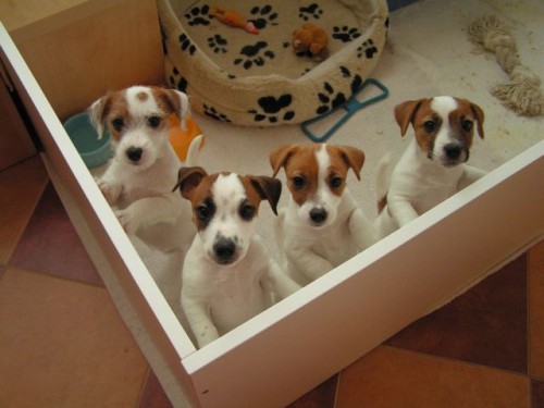 tata Jack Russell Terrier s PP