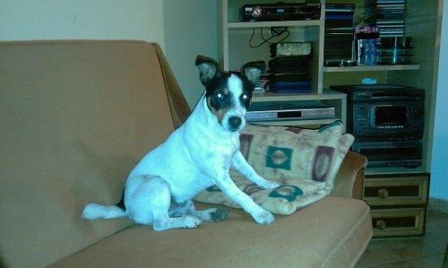 Prodm JACK RUSSELL TERRIER
