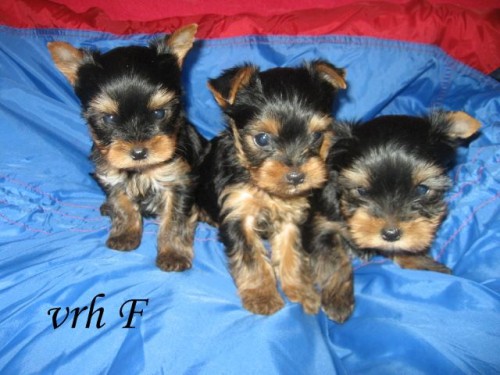 Yorkshire terrier