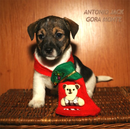 Štěňata JRT (jack russell teriera) s PP