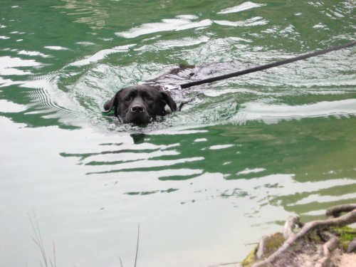 Nab�dka kryt� Labrador Retriever