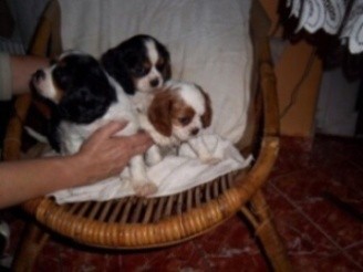 Kavalr king charles panl
