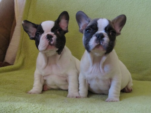 francouzsk� buldo�ek &Napoleon, Nicolas