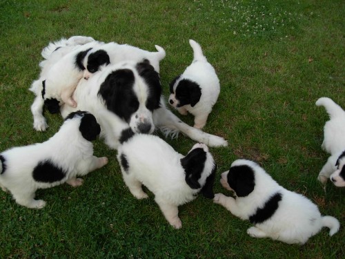 Šrěňata plemene landseer
