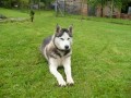 Sibisk husky