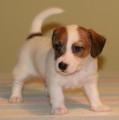 Jack Russel terier