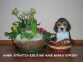 Beagle-bgl-ttka s PP