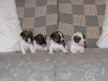 Jack Russel Terir 