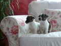 Jack Russel Terir 