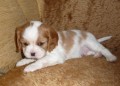 KAVALR KING CHARLES PANEL s PP