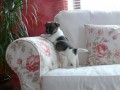 Jack Russel Terir 