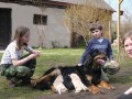 Štěňatka hovawart s PP - fenky