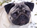 MOPS- ttka