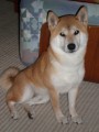 Shiba-inu  kryc pes