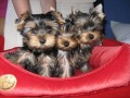 Jorkrsk terrier