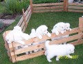 Samojed - štěňata