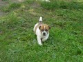 Prodam feneku JRT