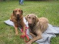 Chesapeake bay retriever