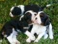 Štěňata Cavalier King Charles Spaniel