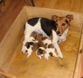 Prodm krsn ttka Jack Russell terira