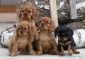 Pieski CKCS ruby!