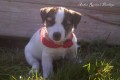 tnatka JACK RUSSELL TERRIER s PP