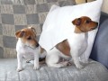 Jack Russel Terir 
