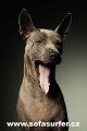 Thajský ridgeback štěňata