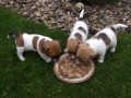 Jack Russel Terir - tata