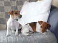 Jack Russel Terir 