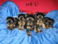 yorkshire terrier s pP